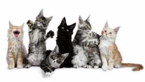 Jak rozlišit maine kun kotě od běžné?